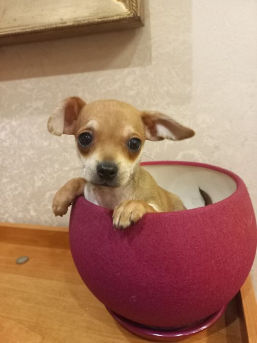 Мальчик мини ярко рыжего окраса в Харькове