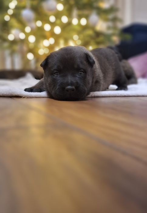 Owczarek belgijski Malinois