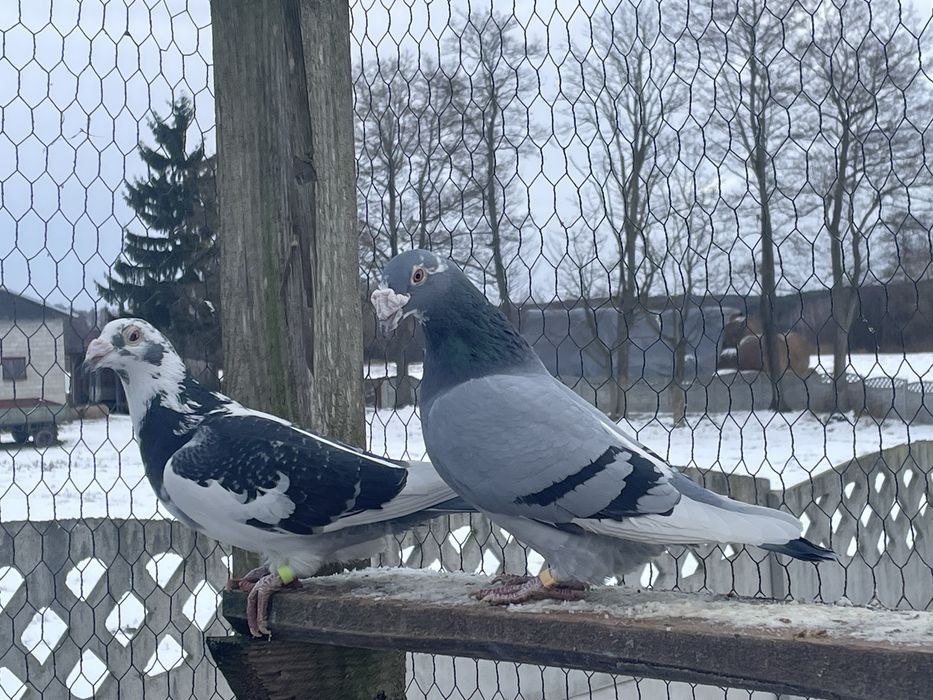 Golebie staropolskie