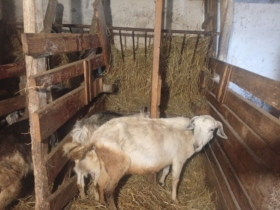 Продам козу.4 роки.
Коза велика в їді не вибаглива.
Порода : 50 %заане
