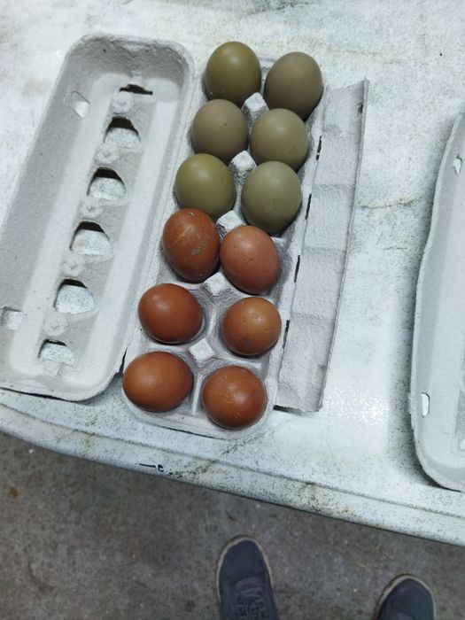 Ovos coloridos férteis de galinha para incubação