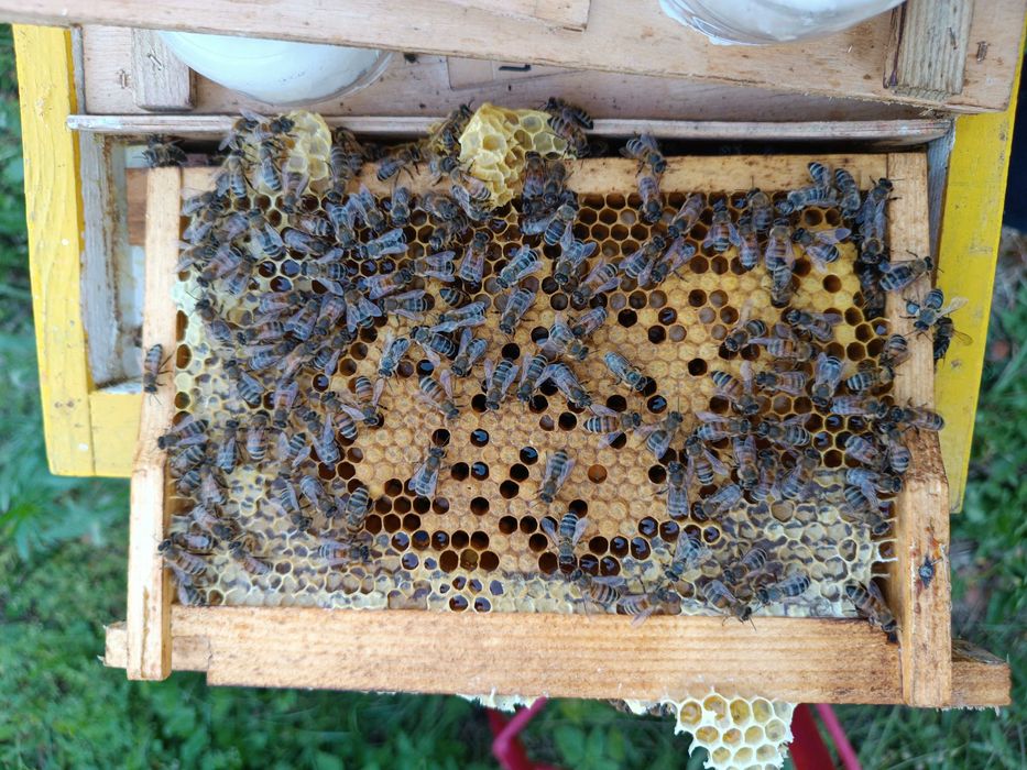 Бджоломатки Карніки .