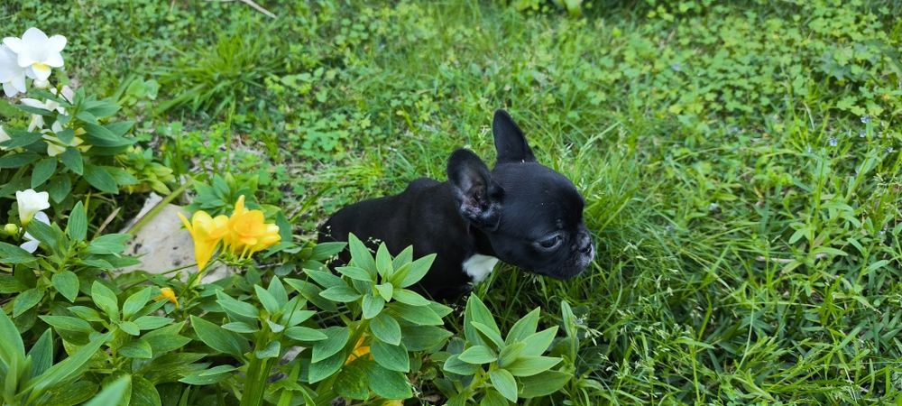 Bulldog francês fêmea criado em ambiente familiar disponível para entr