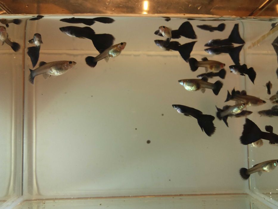 gupik moskiewski czarny