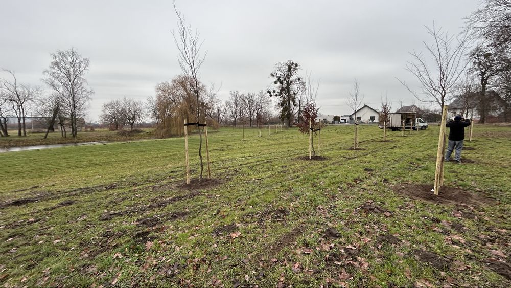 Czyszczenie działek usługi rębakiem wycinka drzew nasadzenia zastępcze