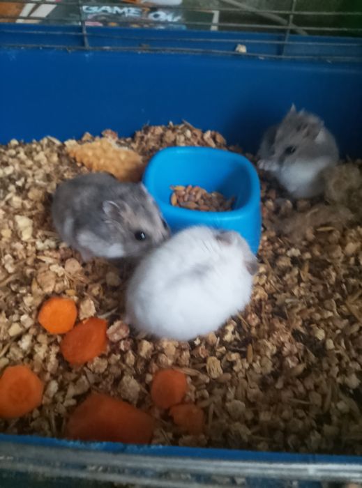 Джунгарские хомячки