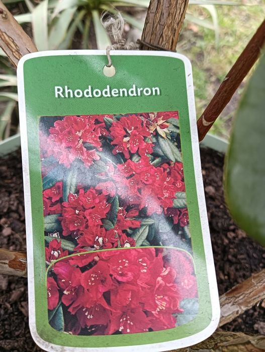 Rhododendron - czerwony, piękna duża sadzonka