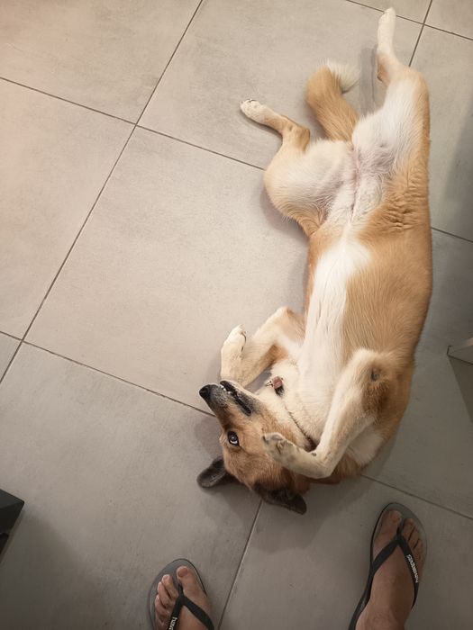 Cadela para adoção