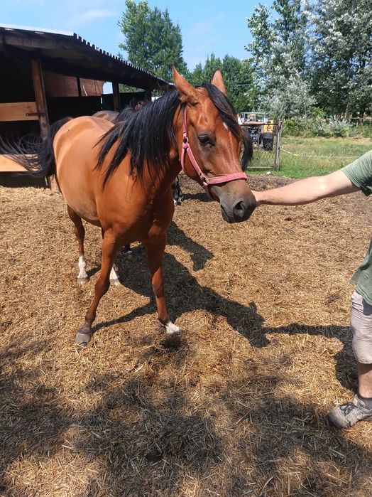 Koń krwi arabskiej klacz 5 letnia