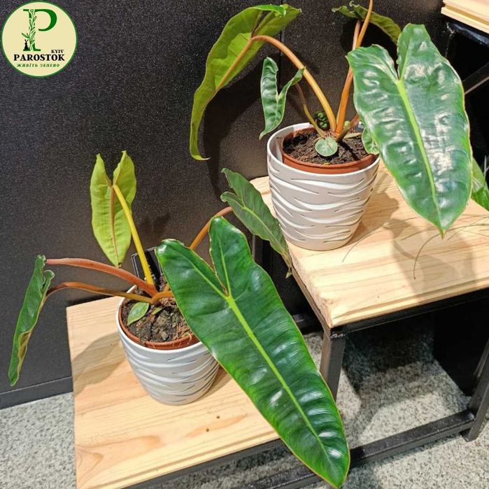 Філодендрон. Санлайт. Плющевидний. Принц Оф Оранж. Пінк Бікіні.