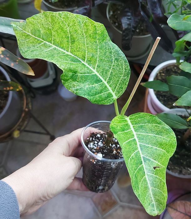 Фікус Септіка Голд Дошері Лайм