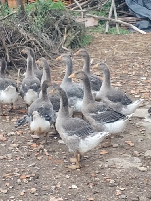 Vendo Gansos e Perus de várias idades