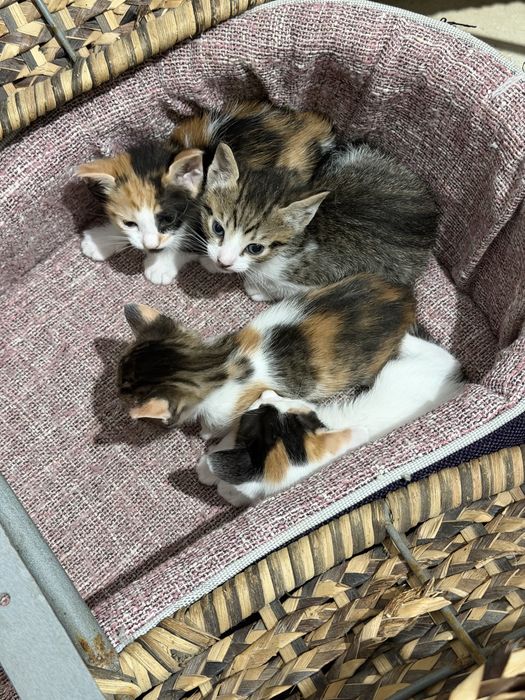 Doação responsalvel gatinhos lindos 3 femeas e 1 macho