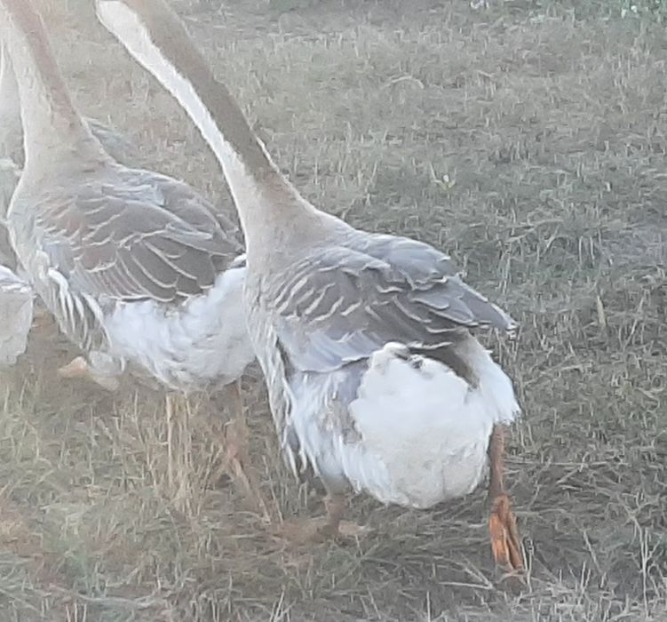 Sprzedam parę gęsi