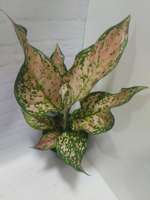 Аглаонема   Pink Dolphin             .