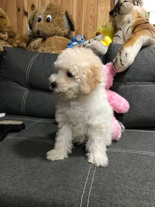 Той пудель срочно