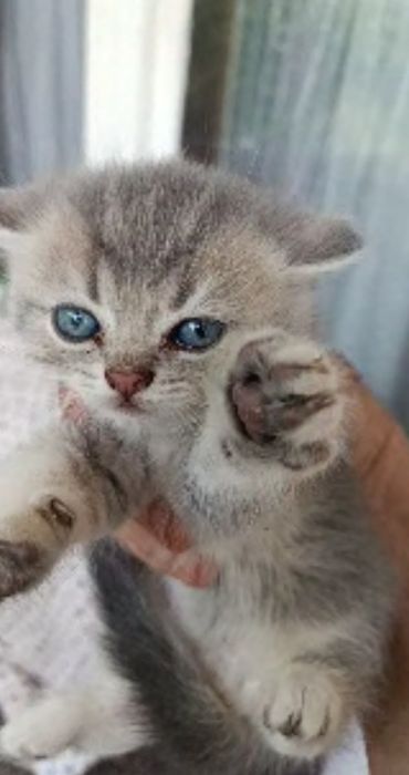 Котик скотіш страйт Blue gold