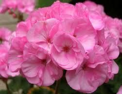 Пеларгонія ,бегонії,каланхоє,бальзамін для душі