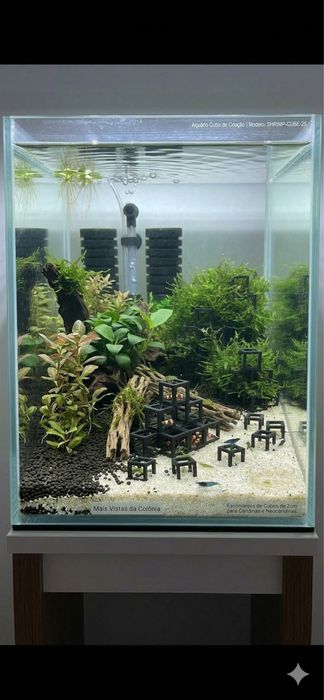 Esconderijo para neocaridinas caridinas