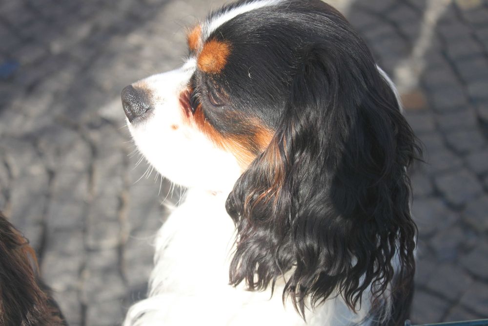 Кавалер Кинг Чарльз Спаниель триколор, мальчик