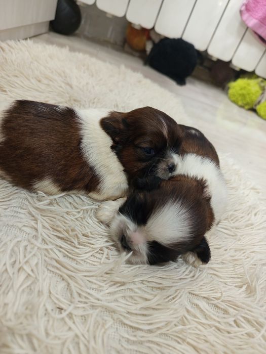 Piesek rasy shih tzu gotowy do rezerwacji