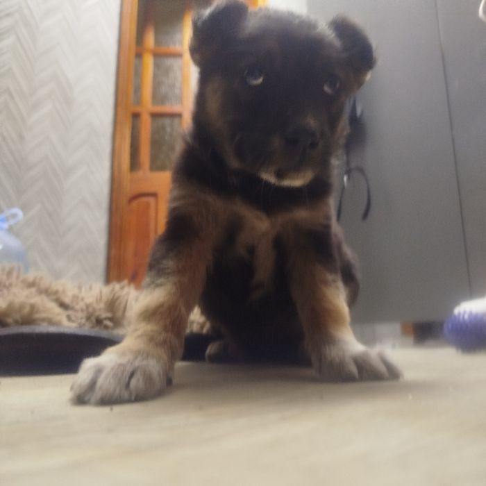 Цуценя безкоштовно