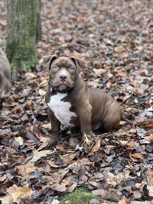 American bully standart
