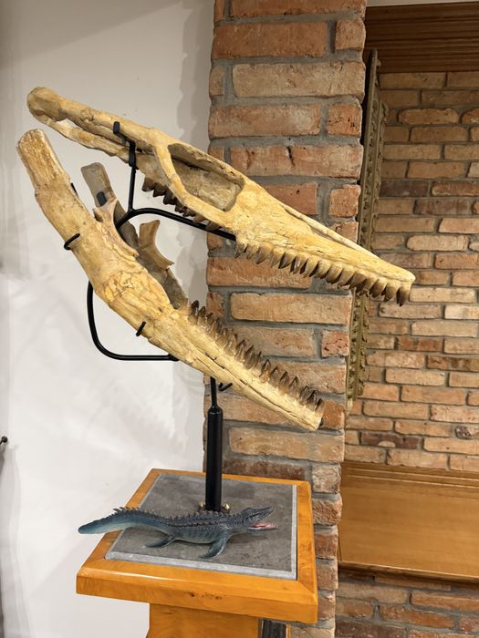 Oryginalna czaszka dinozaura Mozozaur Mososaurus