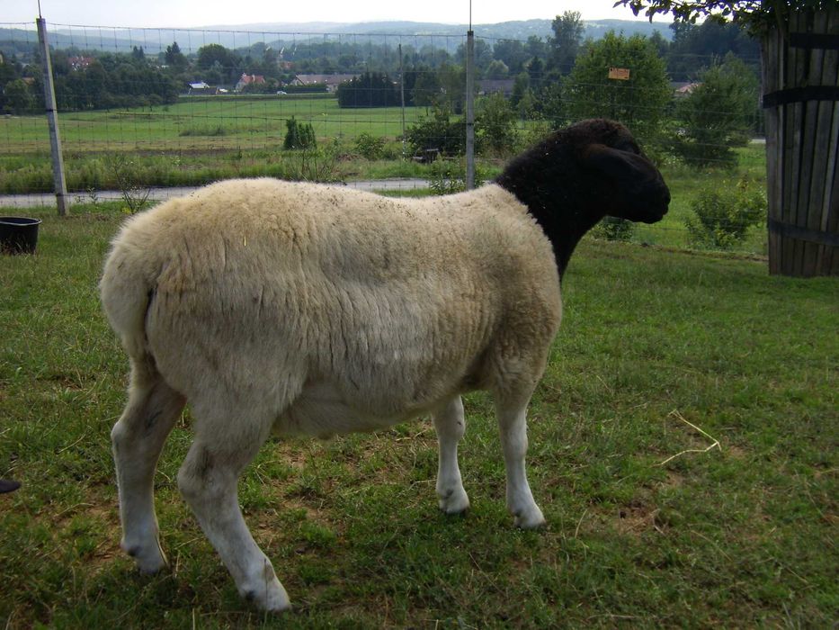 Sprzedam Owce Dorper. 100 % czysta rasa. Możliwość rezerwacji.