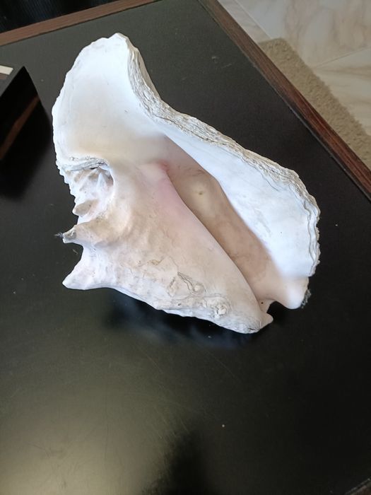 Concha aranha gigante