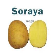 Ziemniaki sadzeniaki Soraya,Lawenda 35-45 mm