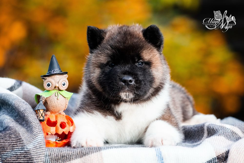 Американська акіта/ американская акита/ american akita