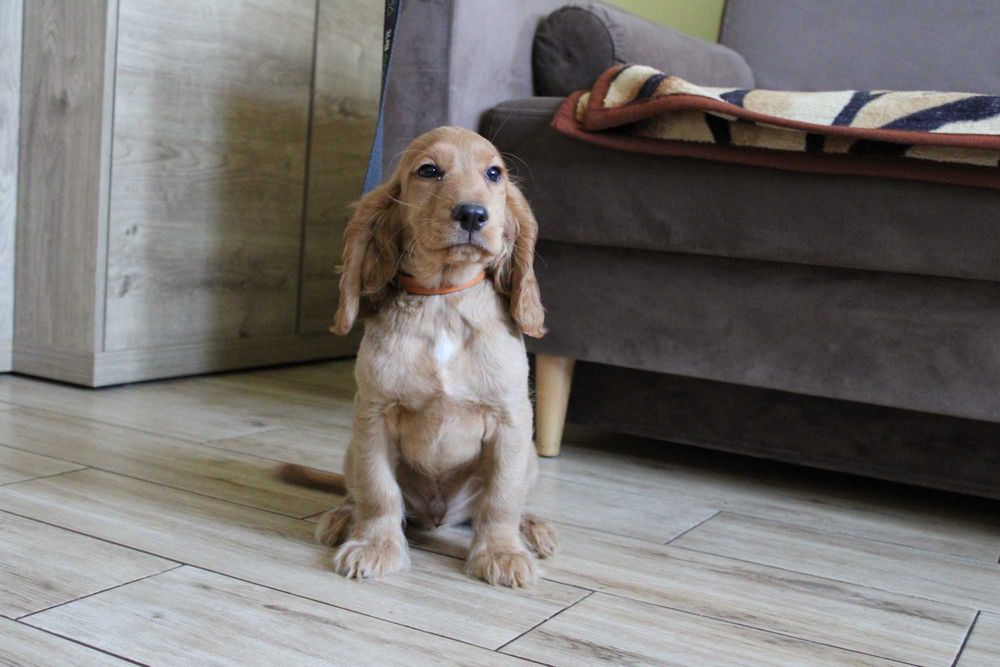 Cocker spaniel angielski Piesek