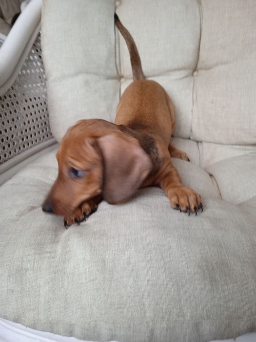 Jamnik krótkowłosy