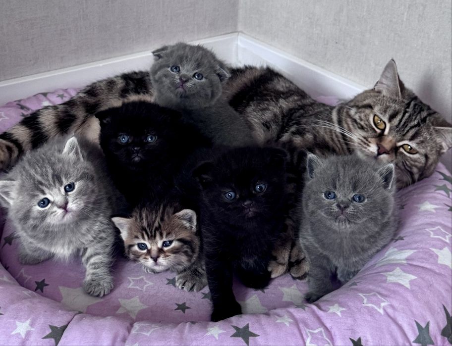 Шотландські кошенята