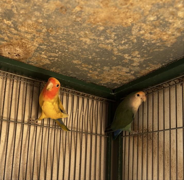 Casal de Agapones