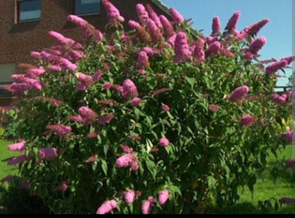 Буддлея Давида "Pink Delight"