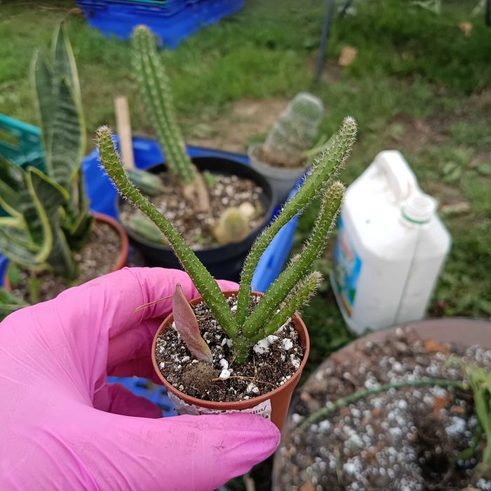 rhipsalis, patyczak sadzonka nr 1
