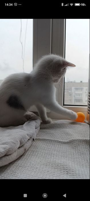 Віддамо кошеня у добрі руки