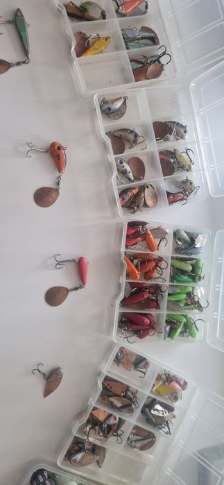 Wirujące ogonki, cykady