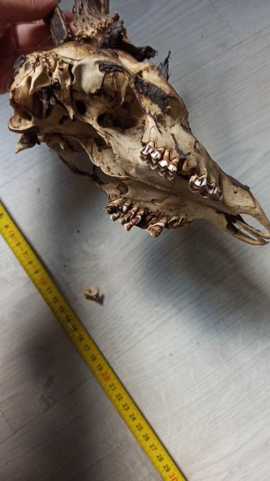 Wieniec kozła (sarny), poroże