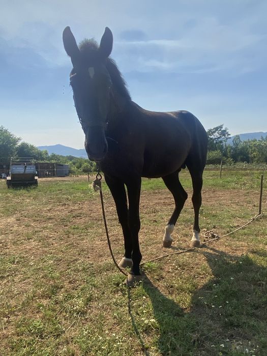 Poldro lusitano.