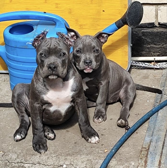 Девочки AM BULLY