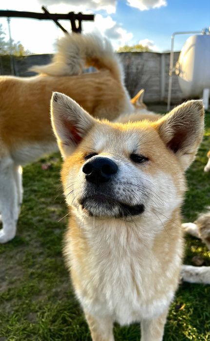 Szczeniak Akita Japonska (pies)