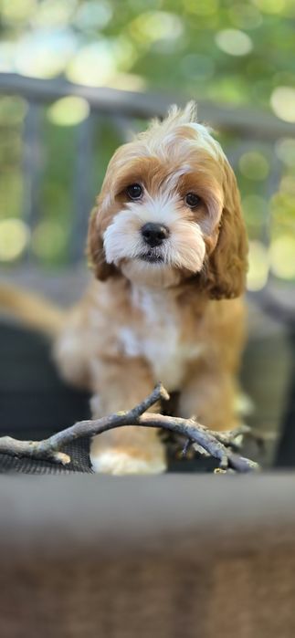 Cavapoo / chłopiec