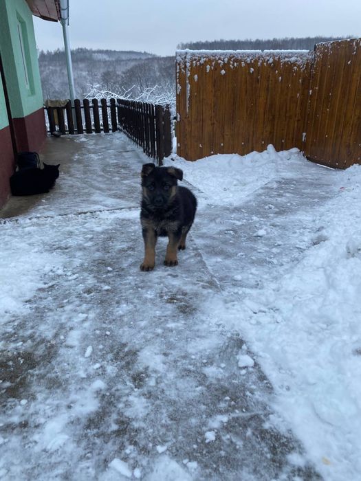 Німецька вівчарка