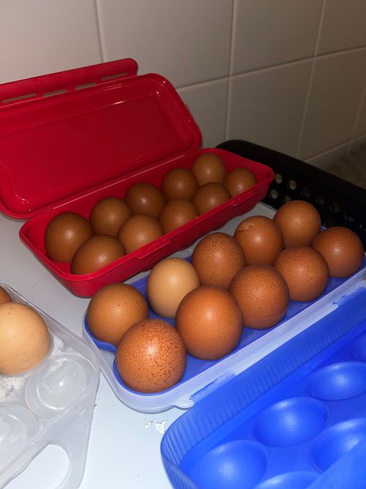 Ovos Biológicos Caseiros