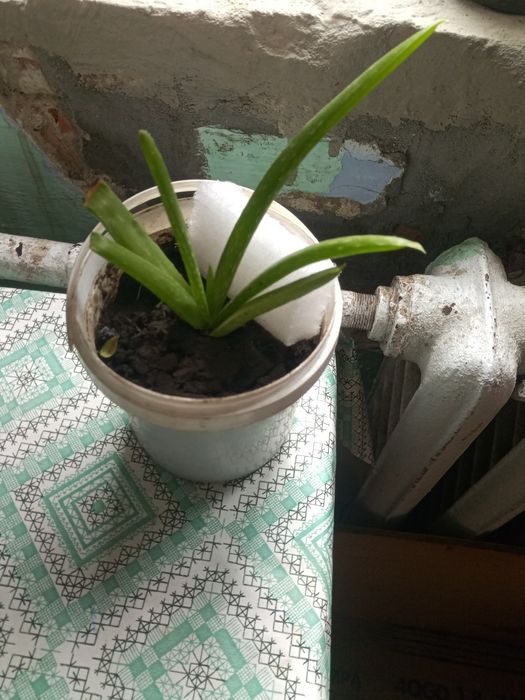 Алое Вера ( лист и отводки)