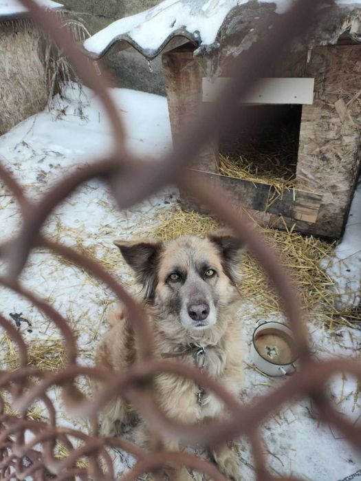 Ищем семью для собаки