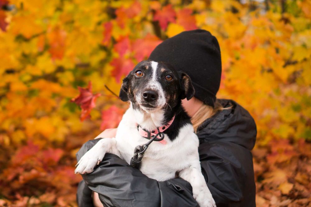 5 letnia Sila do adopcji!